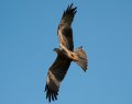 Hawk_Conservancy 147 cropped